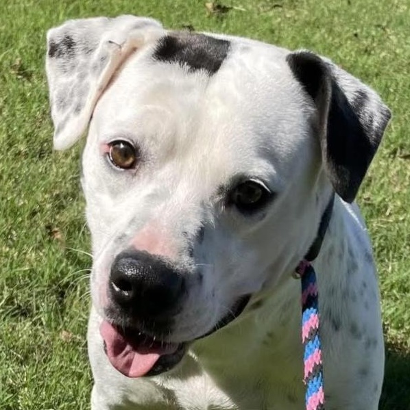 George, a Adoptable mixed breed in Woburn, MA image 1/6