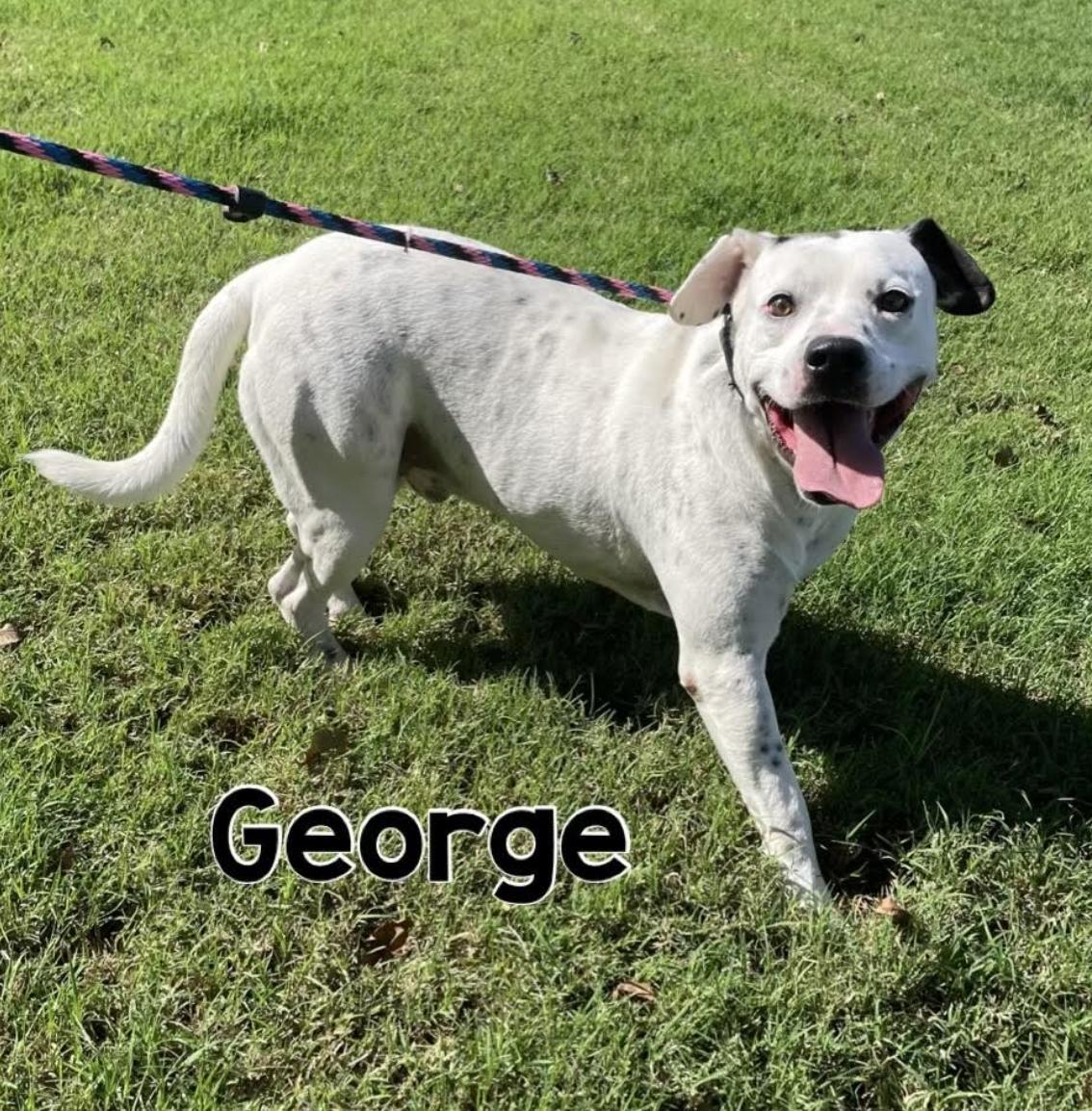 George, a Adoptable mixed breed in Woburn, MA image 2/6