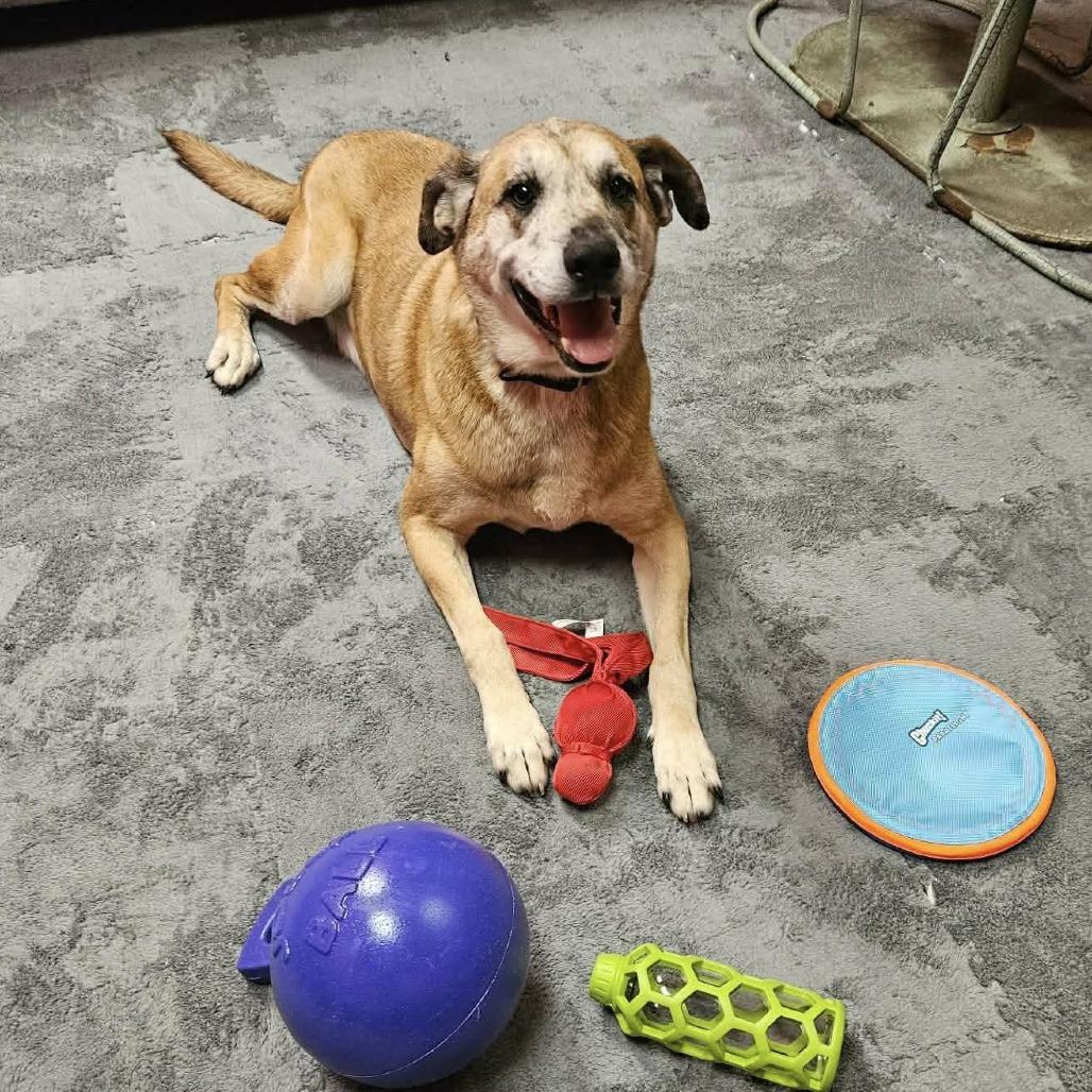 Enlarge Huck, a Adoptable mixed breed in Cleveland, TN image 1/2