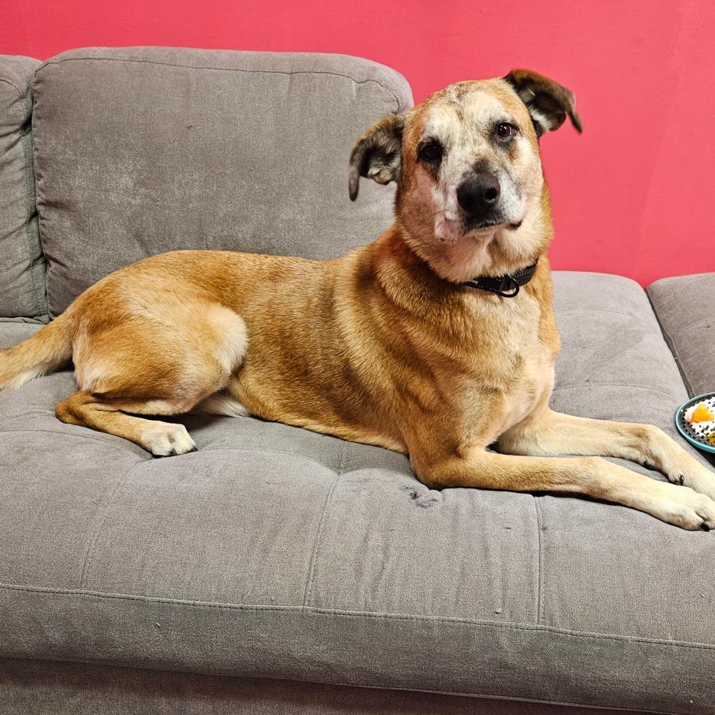 Huck, Adoptable, Senior Male Anatolian Shepherd & Catahoula Leopard Dog.