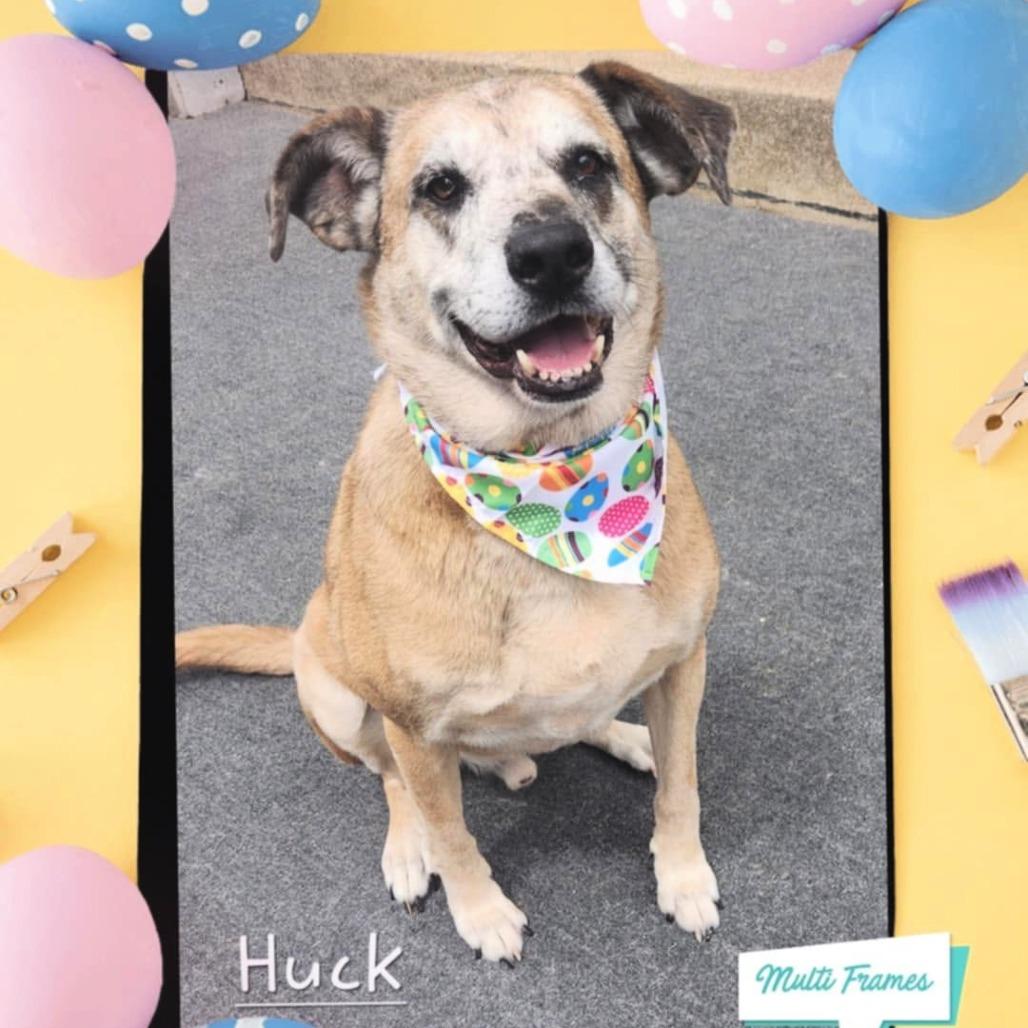 Enlarge Huck, a Adoptable mixed breed in Cleveland, TN image 2/4