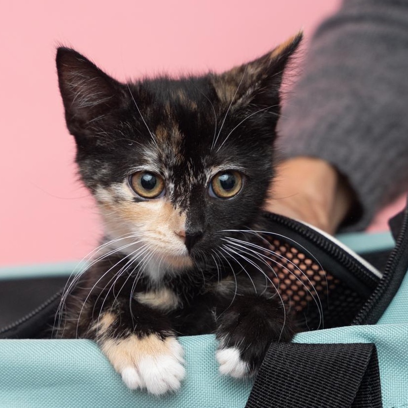 Enlarge Autumn Unique Dainty and Precious, a Adoptable Tortoiseshell in Bethel, CT image 2/3
