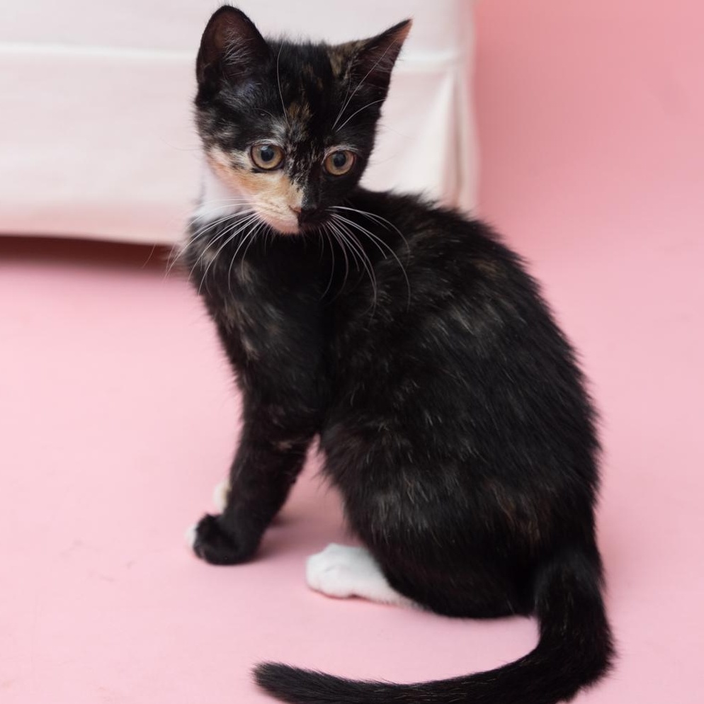 Enlarge Autumn Unique Dainty and Precious, a Adoptable Tortoiseshell in Bethel, CT image 3/3