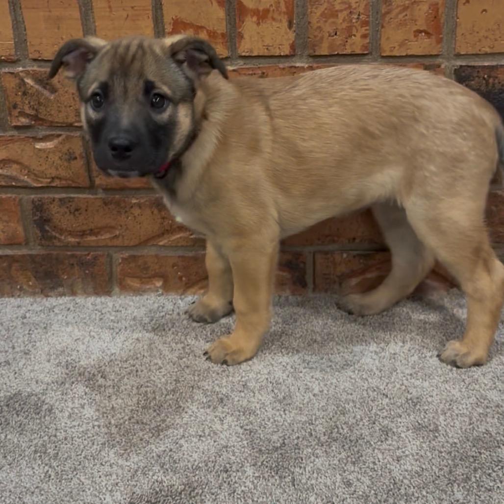 Milk Dud — thumbnail 2