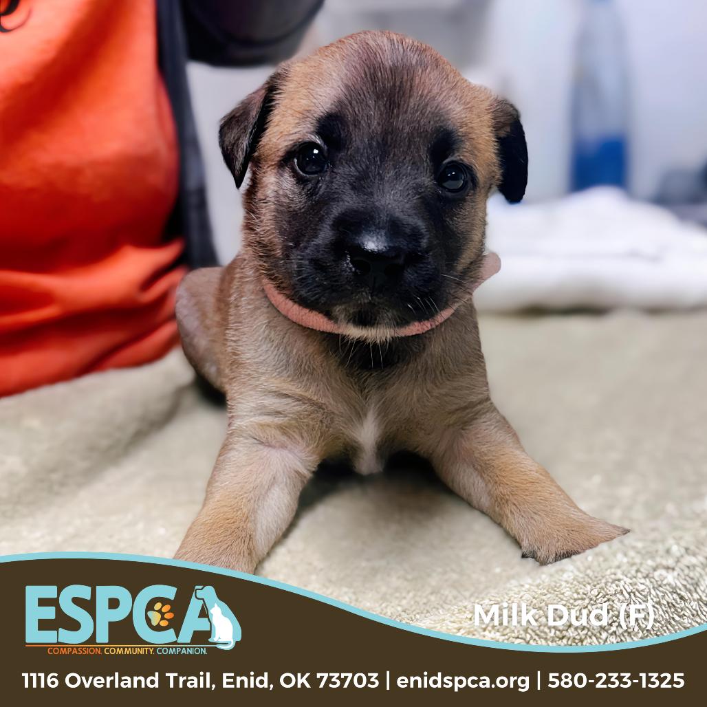 Milk Dud — thumbnail 3