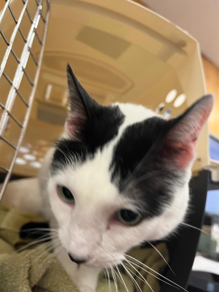 Ellipsis, Adopted, Senior Female American Shorthair.