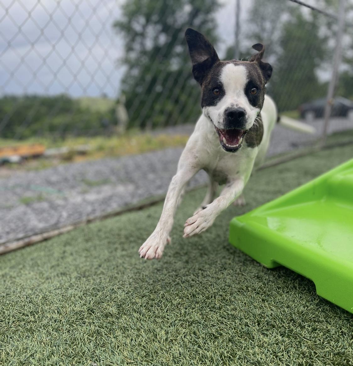 Enlarge Hercules, a Adoptable mixed breed in Campbellsville, KY image 5/6