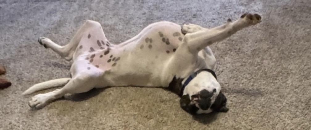Enlarge Hercules, a Adoptable mixed breed in Campbellsville, KY image 2/6