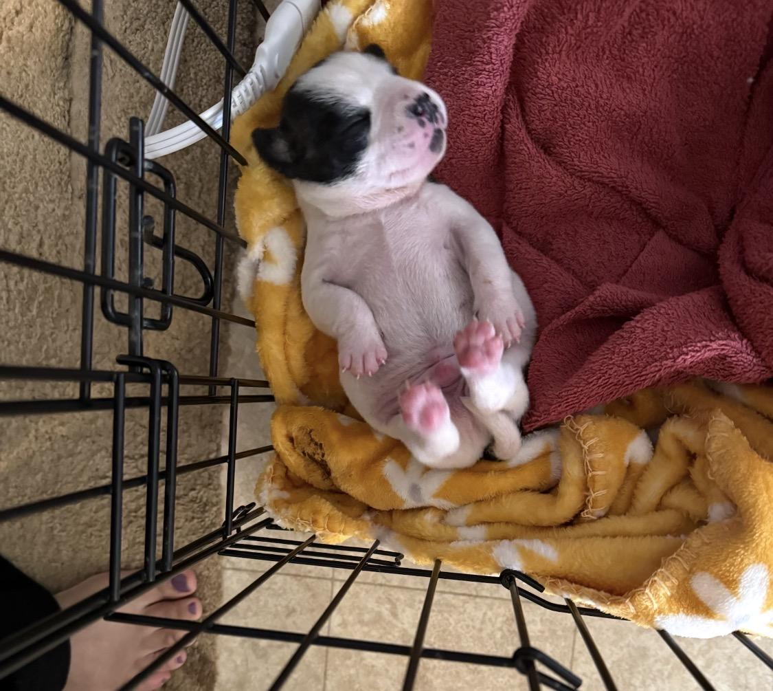 Enlarge Hercules, a Adoptable mixed breed in Campbellsville, KY image 6/6