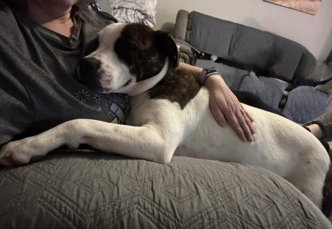 Hercules, Adoptable, Young Male Mixed Breed.