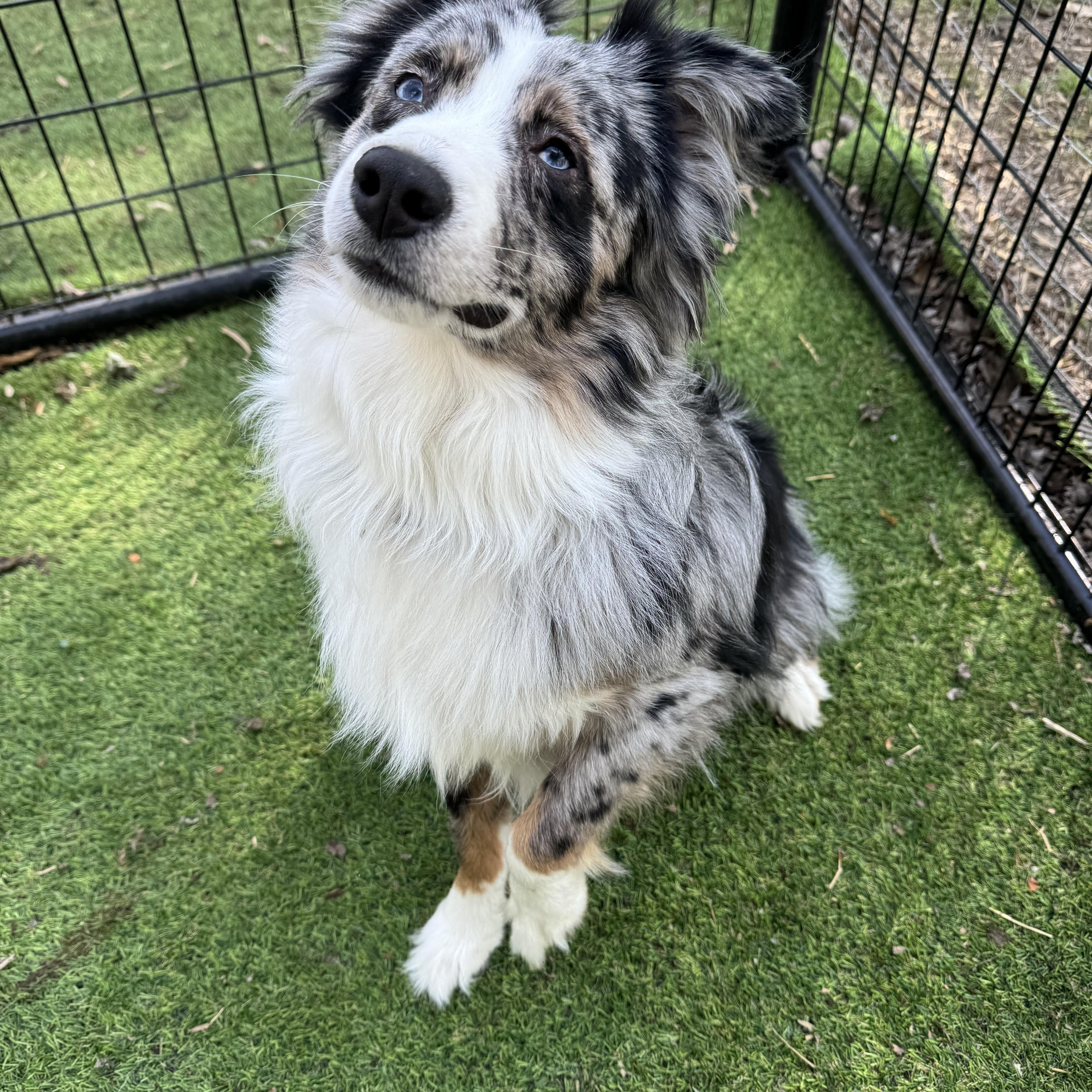 Enlarge Roscoe! Gorgeous guy, a ADOPTABLE Australian Shepherd in RUSSIAVILLE, IN image 5/5