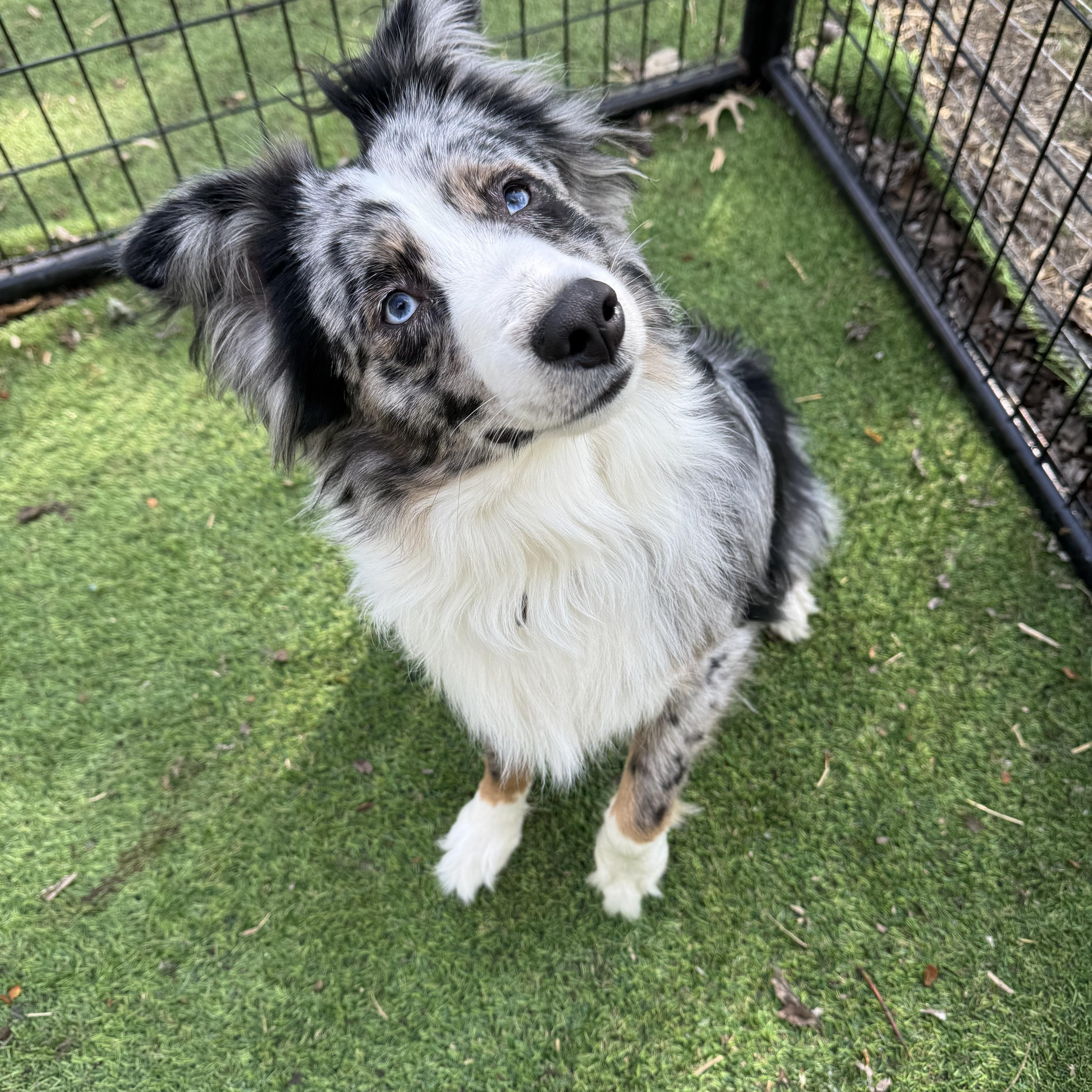 Enlarge Roscoe! Gorgeous guy, a ADOPTABLE Australian Shepherd in RUSSIAVILLE, IN image 2/5