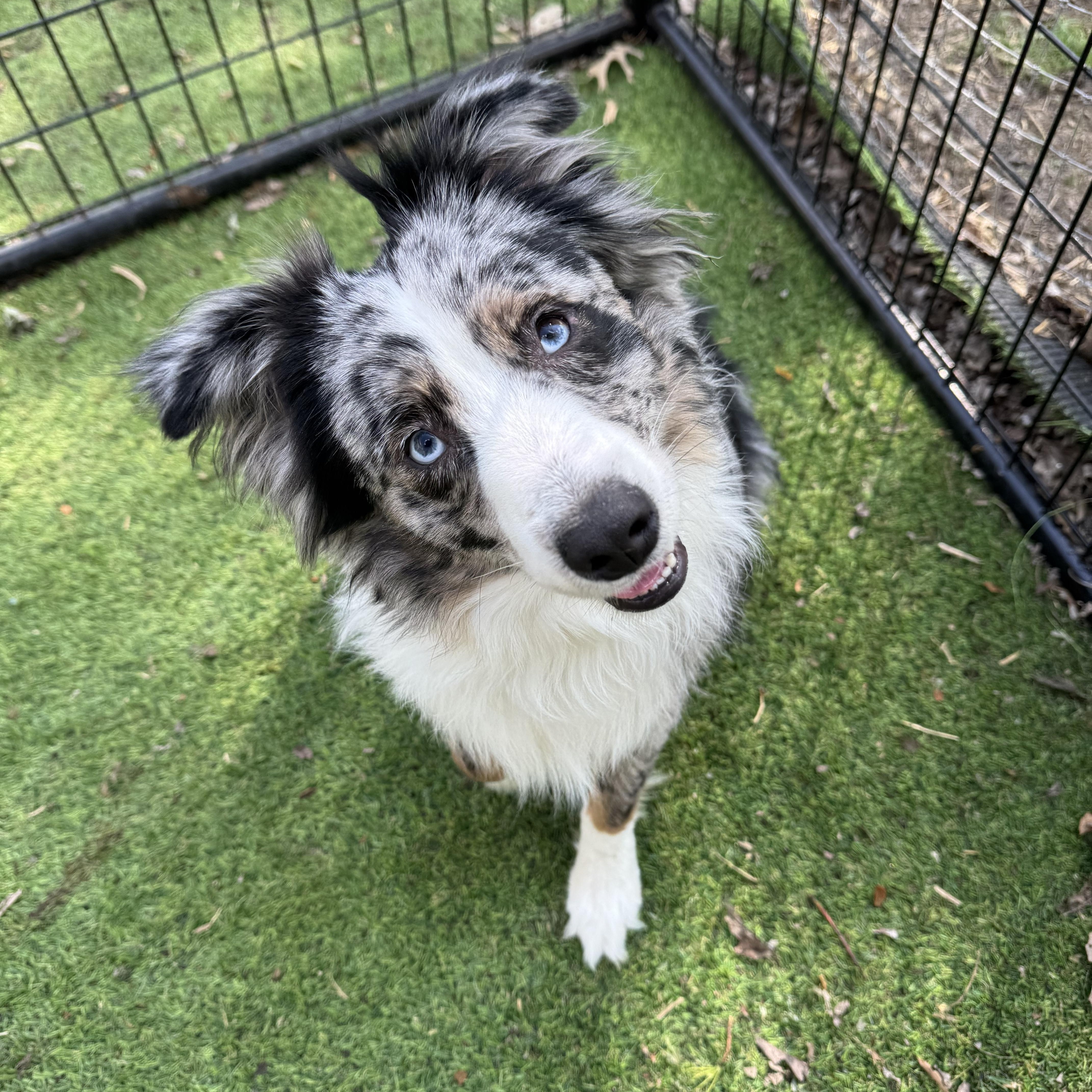 Enlarge Roscoe! Gorgeous guy, a ADOPTABLE Australian Shepherd in RUSSIAVILLE, IN image 3/5