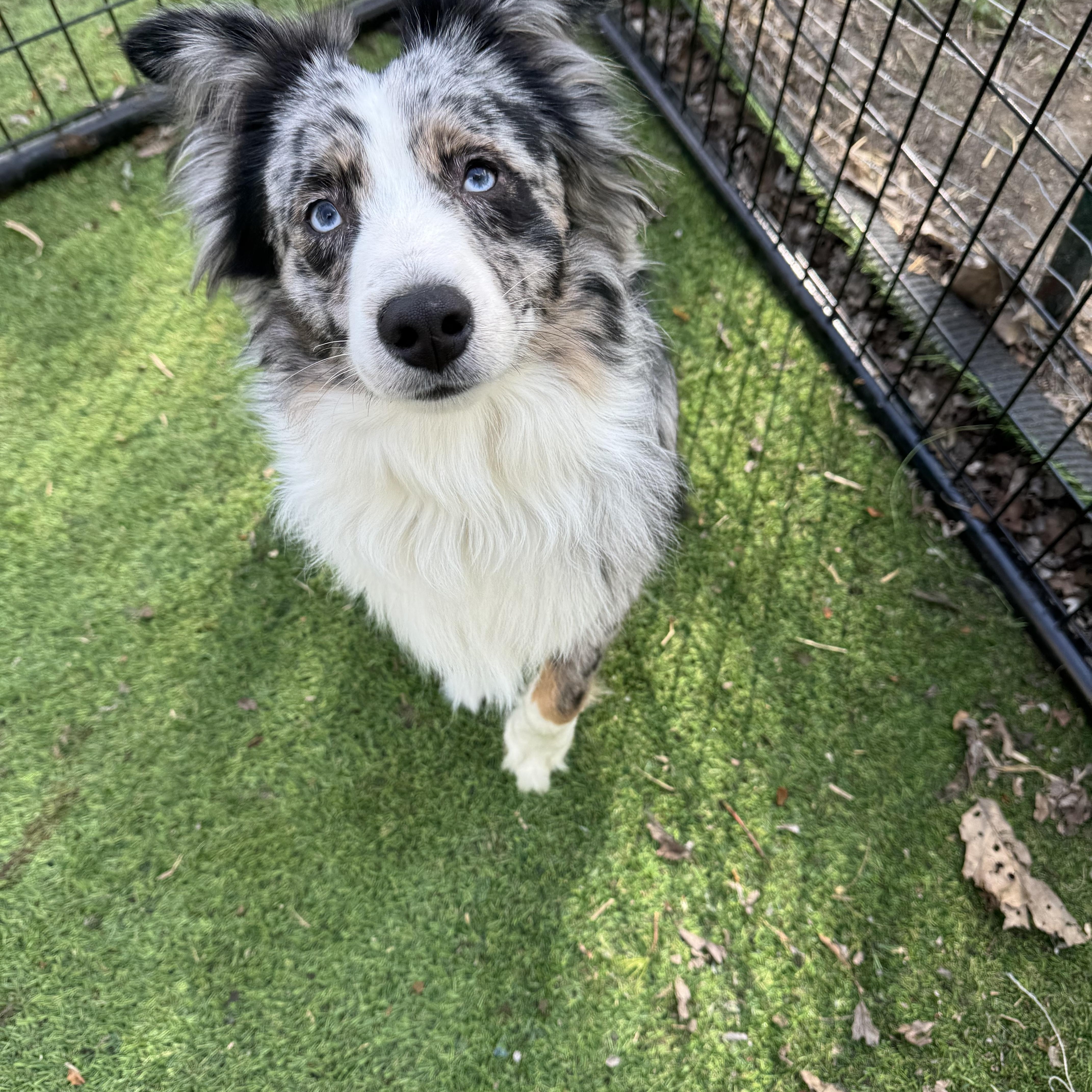 Enlarge Roscoe! Gorgeous guy, a ADOPTABLE Australian Shepherd in RUSSIAVILLE, IN image 4/5