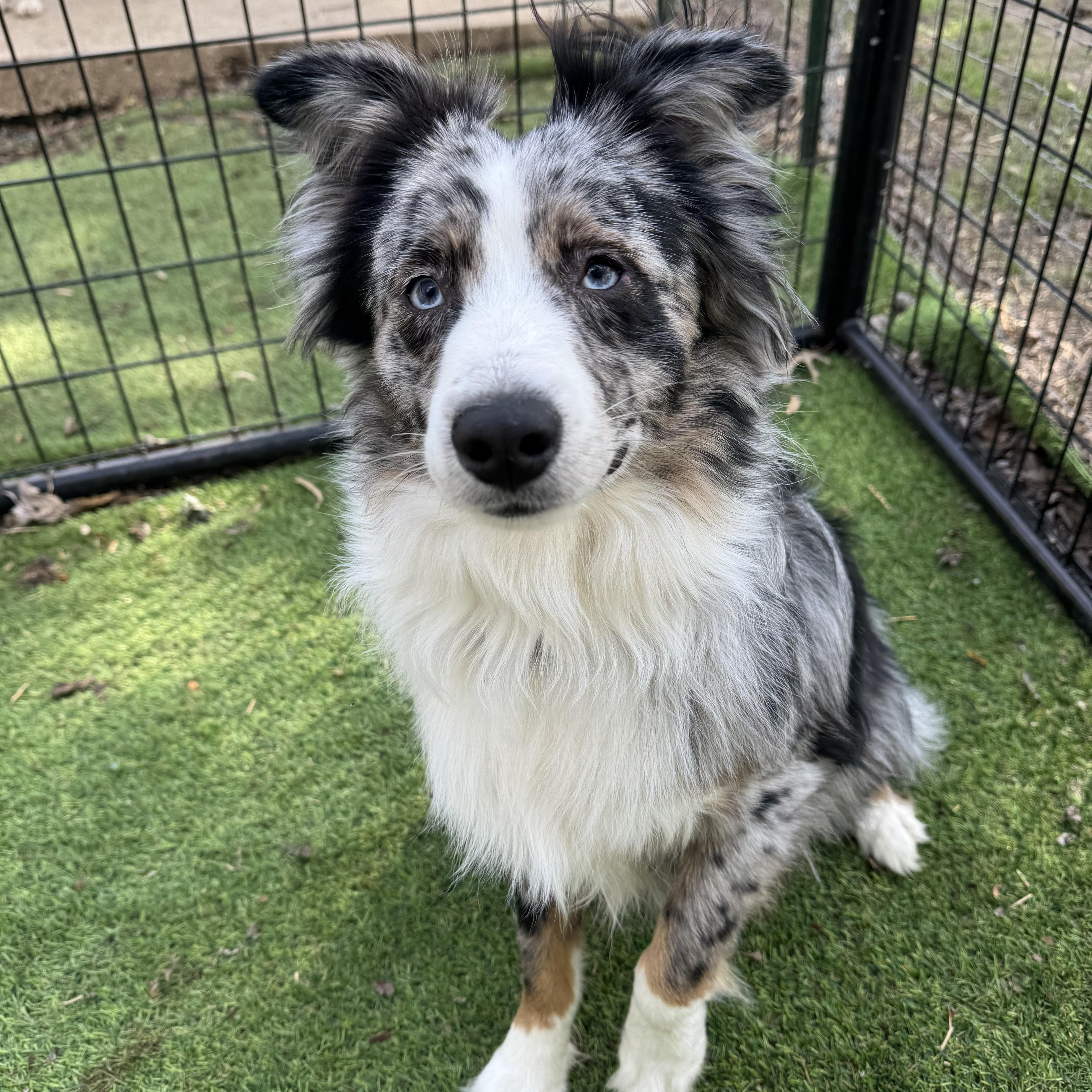 Roscoe! Gorgeous guy, ADOPTABLE, Young Male Australian Shepherd.