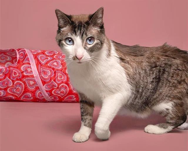 Enlarge HIMALAYA, a Adoptable mixed breed in Saint Louis, MO image 1/1