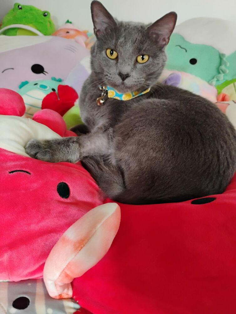 Pickle, Adoptable, Adult Male Domestic Short Hair.