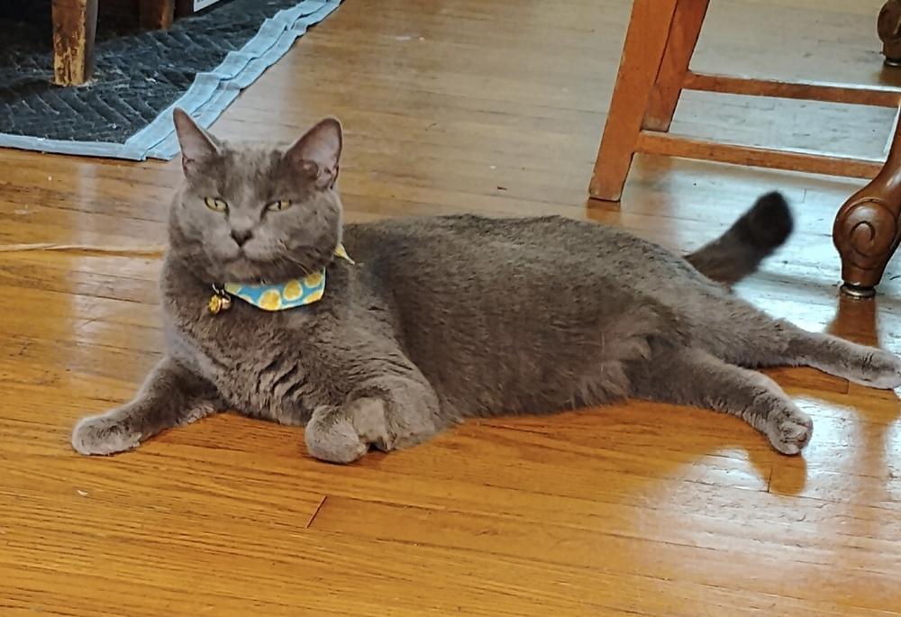 Enlarge Pickle, a Adoptable Domestic Short Hair in Springdale, PA image 2/4