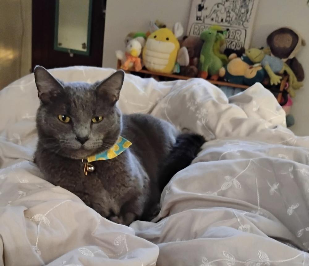 Enlarge Pickle, a Adoptable Domestic Short Hair in Springdale, PA image 3/4