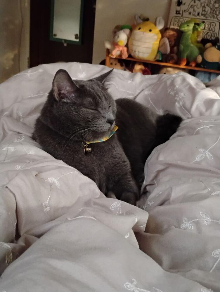 Enlarge Pickle, a Adoptable Domestic Short Hair in Springdale, PA image 4/4