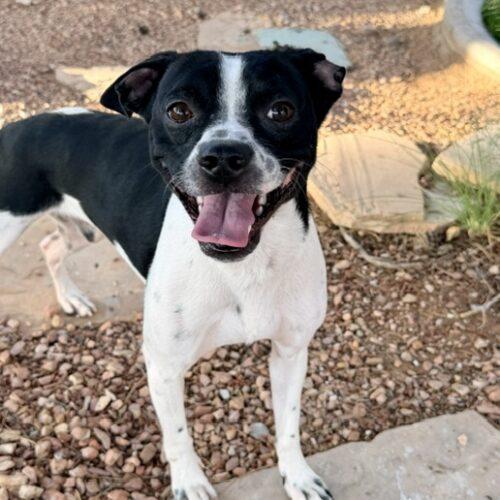 Enlarge Khal, a Adoptable mixed breed in Henderson, NV image 1/4