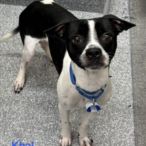Enlarge Khal, a Adoptable mixed breed in Henderson, NV image 2/4