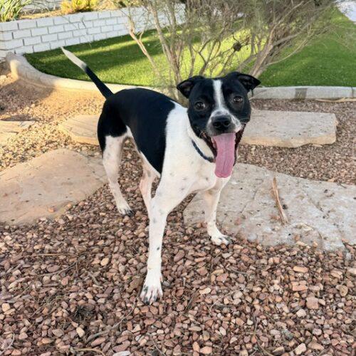 Enlarge Khal, a Adoptable mixed breed in Henderson, NV image 3/4