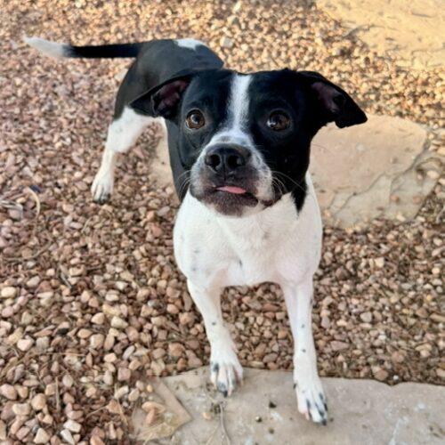 Enlarge Khal, a Adoptable mixed breed in Henderson, NV image 4/4