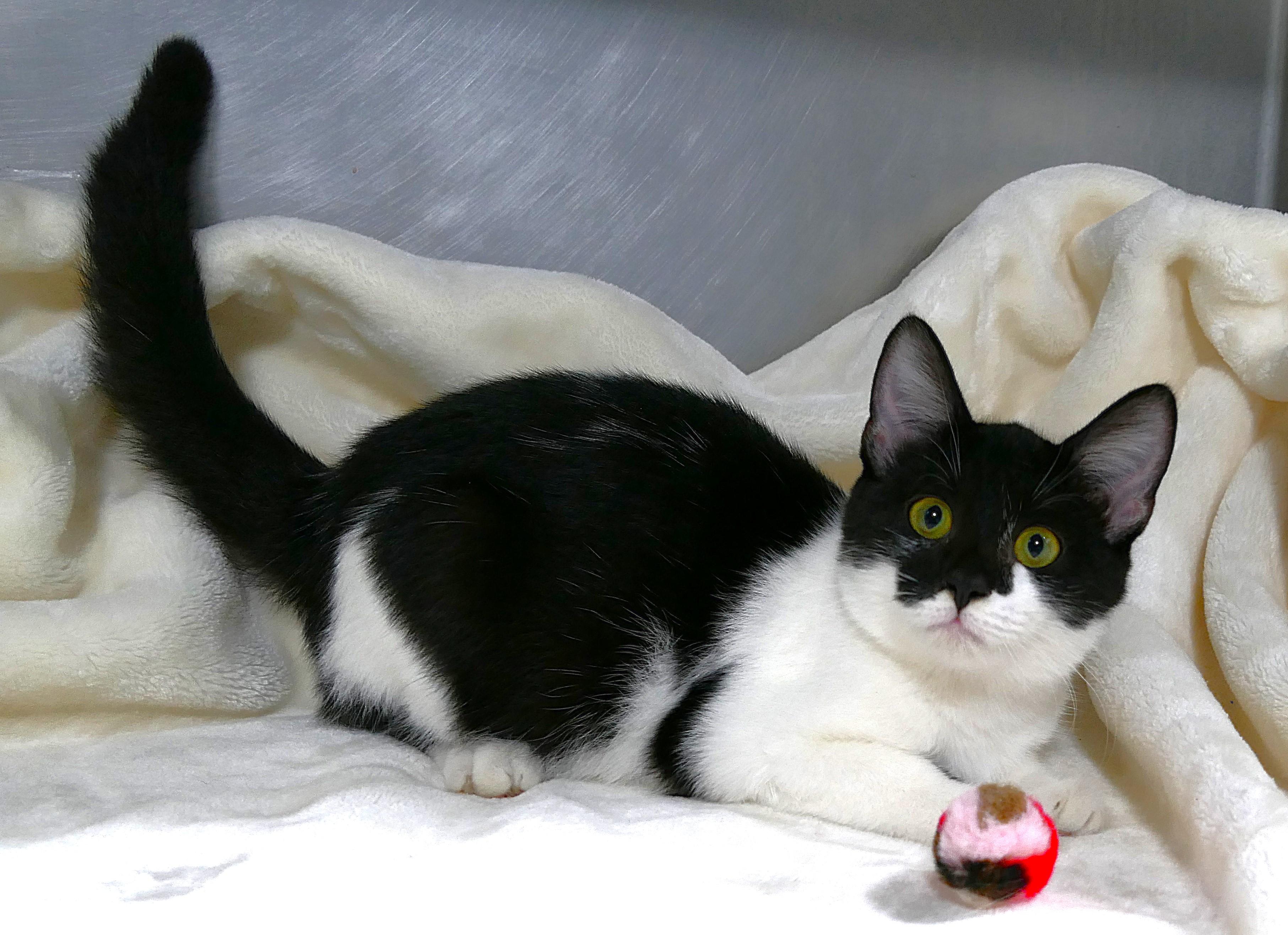 JERSEY, a ADOPTABLE mixed breed in Beechbottom, WV image 2/4