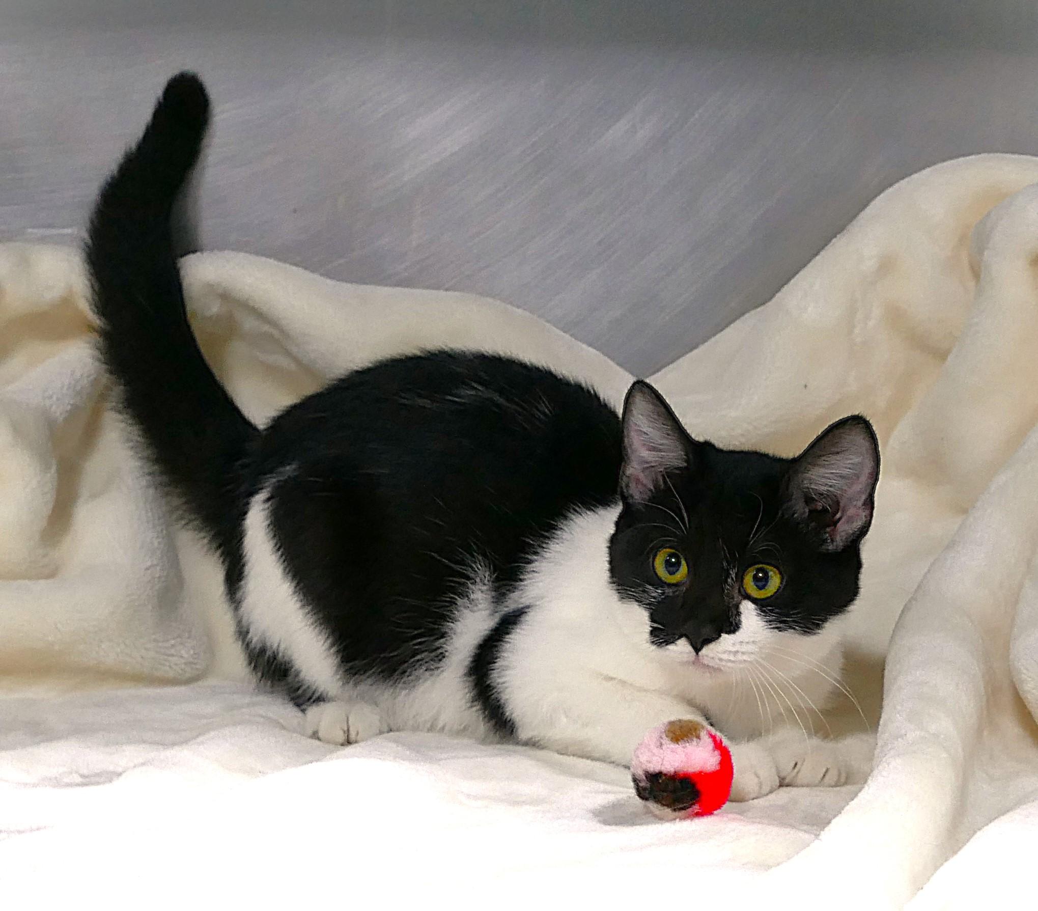 JERSEY, a ADOPTABLE mixed breed in Beechbottom, WV image 4/4