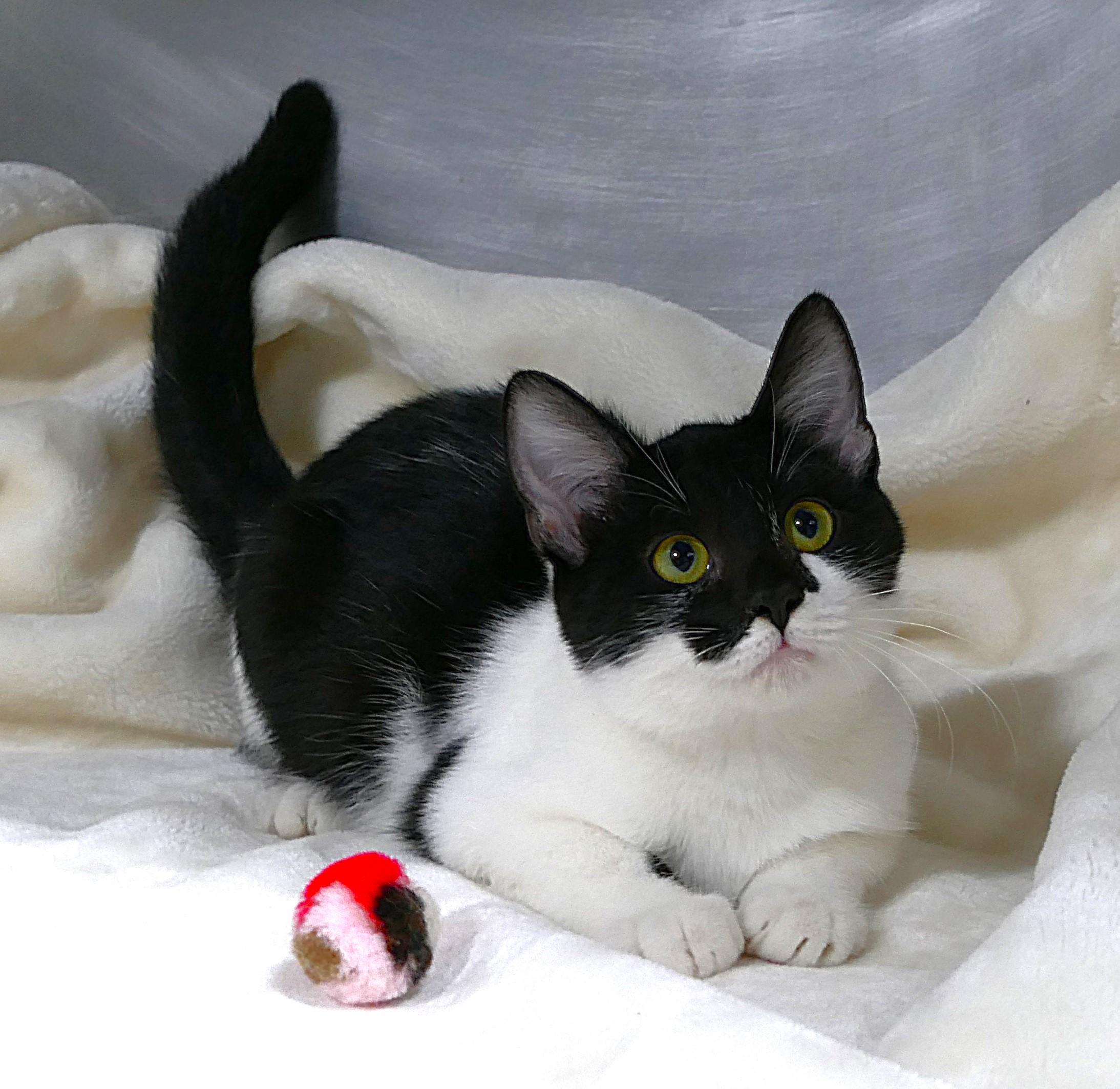 JERSEY, ADOPTABLE, Kitten Female Domestic Short Hair.