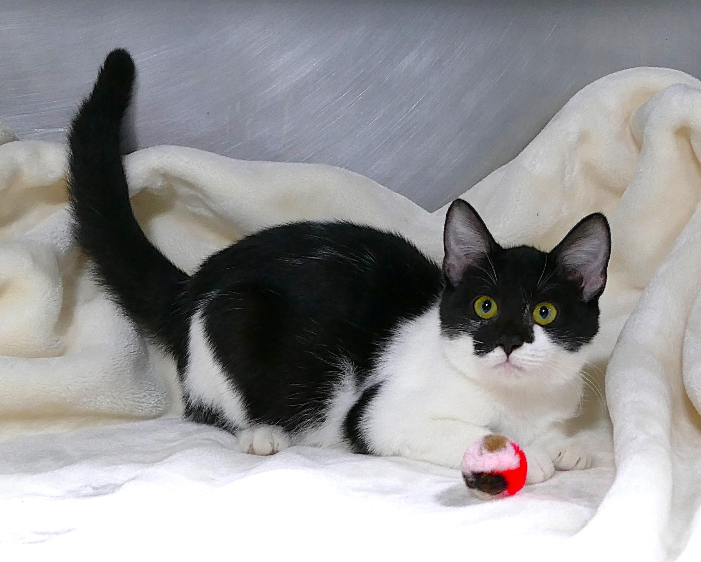 JERSEY, a ADOPTABLE mixed breed in Beechbottom, WV image 3/4