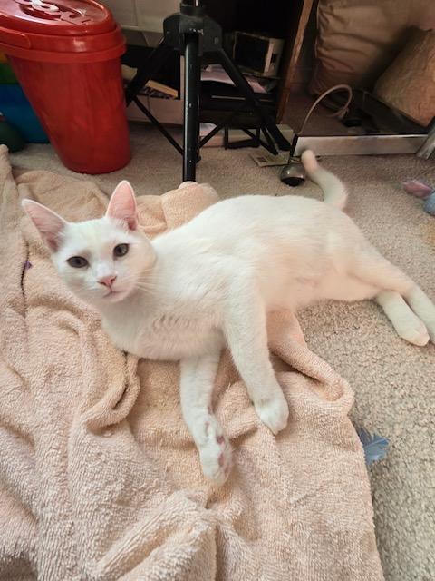 Elton & Benny (bonded brothers), a Adoptable Domestic Short Hair in Los Angeles, CA image 6/6