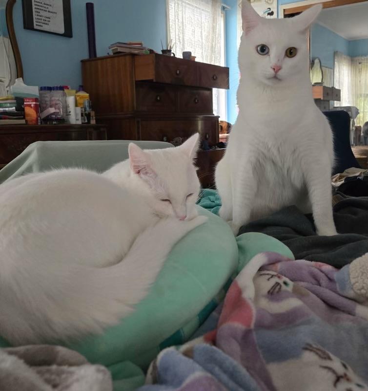 Elton & Benny (bonded brothers)