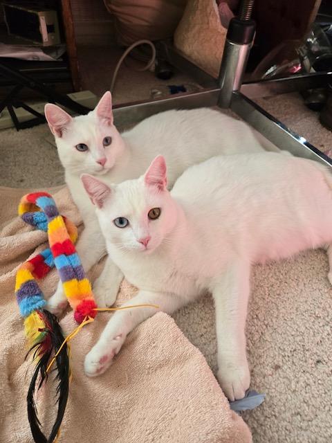 Elton & Benny (bonded brothers), a Adoptable Domestic Short Hair in Los Angeles, CA image 1/6