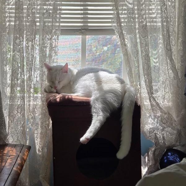 Elton & Benny (bonded brothers), a Adoptable Domestic Short Hair in Los Angeles, CA image 4/6