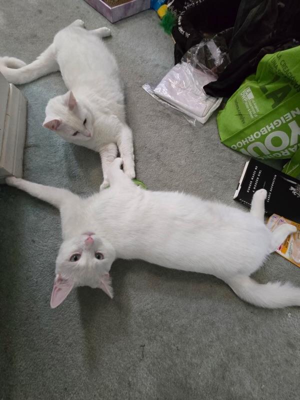 Elton & Benny (bonded brothers)