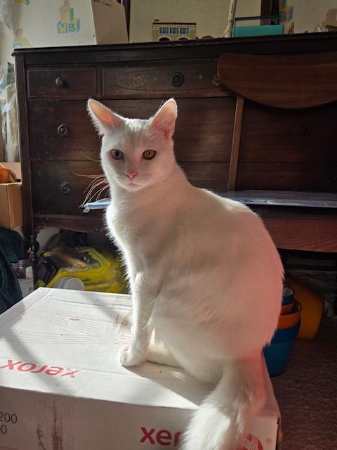 Elton & Benny (bonded brothers)