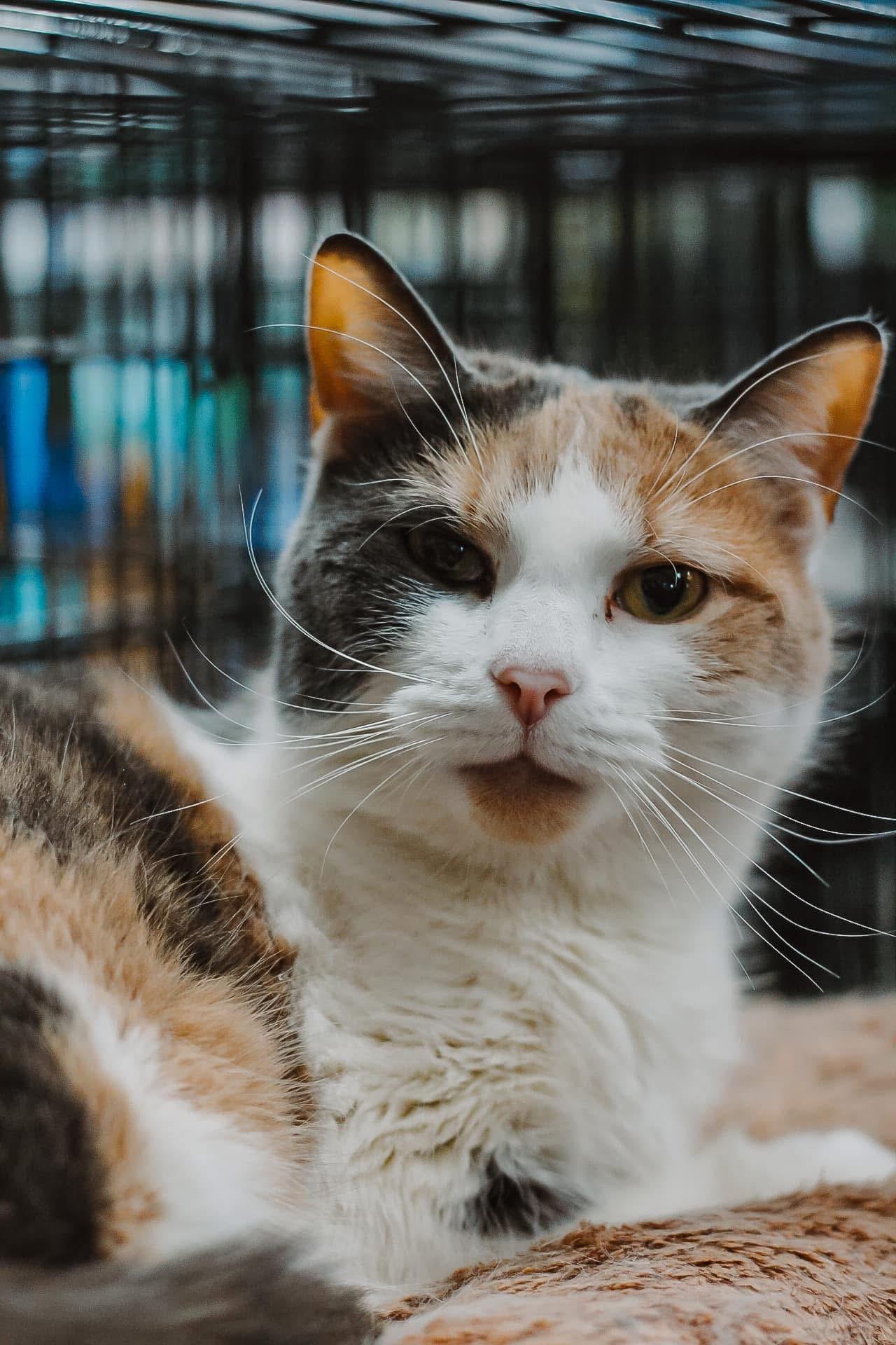 Enlarge Malloy, an adoptable mixed breed in Brooks, ME image 1/1