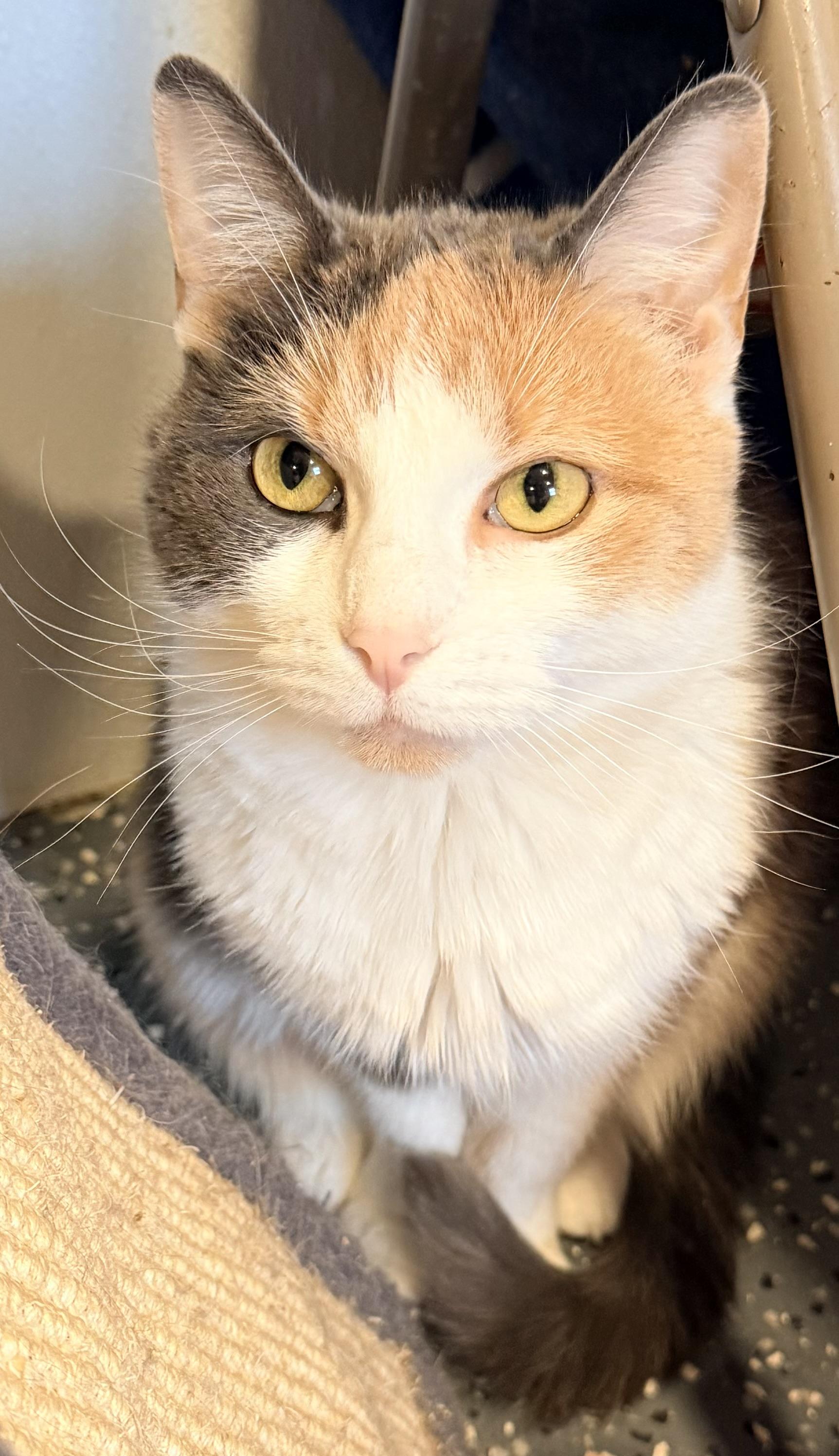 Enlarge Malloy, an adoptable mixed breed in Brooks, ME image 1/2