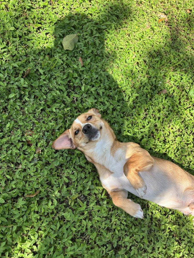 Butters, Adopted, Young Male Chihuahua & Mixed Breed.