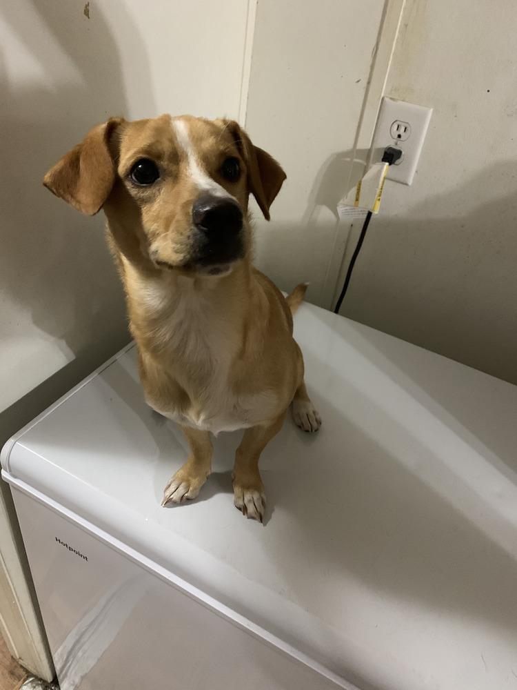 Butters, Adopted, Young Male Chihuahua & Mixed Breed.