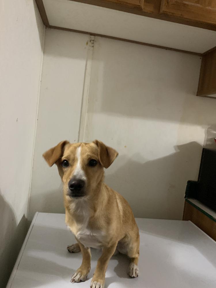 Enlarge Butters, a Adopted mixed breed in St. Petersburg, FL image 3/5