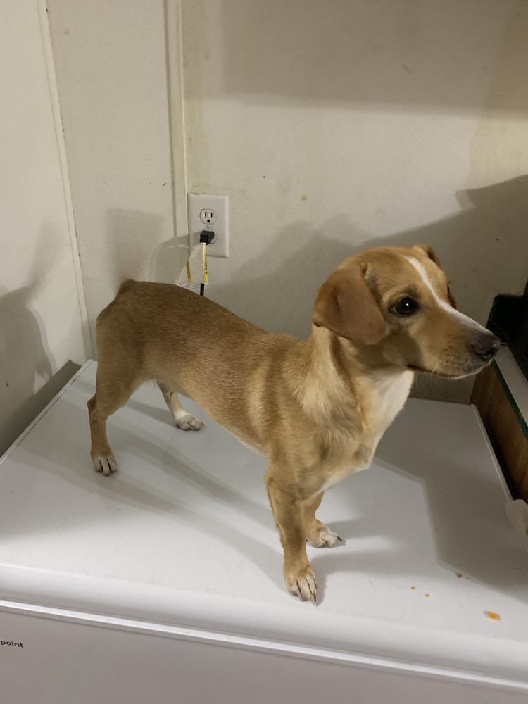 Enlarge Butters, a Adopted mixed breed in St. Petersburg, FL image 4/5