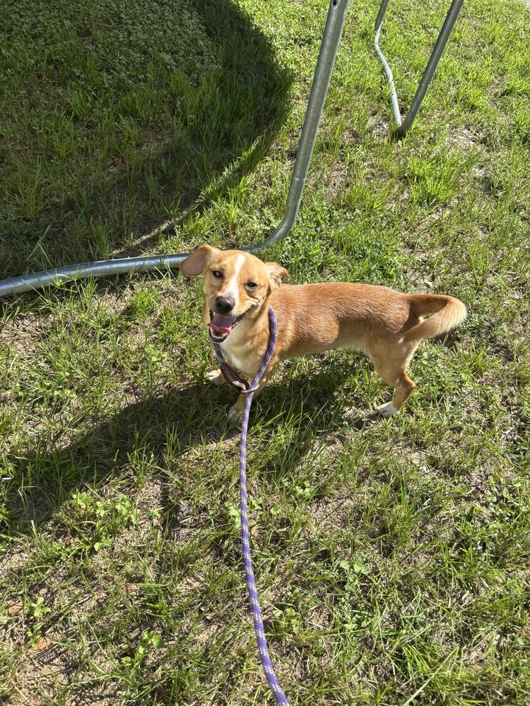 Enlarge Butters, a Adopted mixed breed in St. Petersburg, FL image 5/5