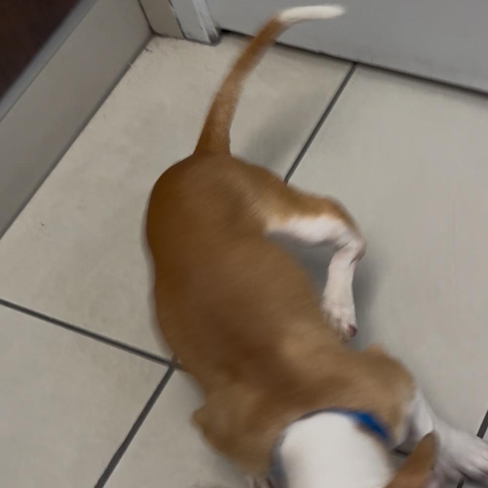 Ducky (special needs), Adoptable, Young Male Rat Terrier.