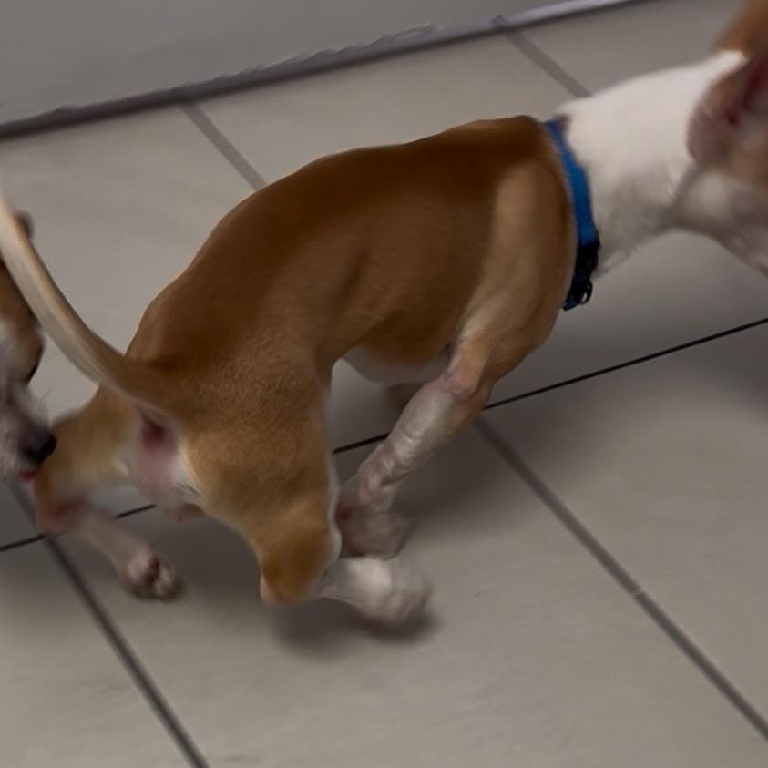 Enlarge Ducky (special needs), a Adoptable Rat Terrier in Las Vegas, NV image 2/3