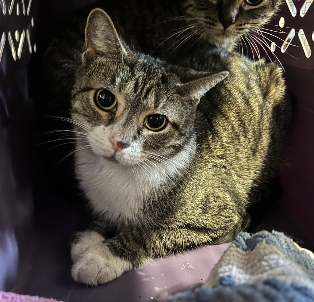 176-Kanary, a Adoptable mixed breed in Windsor, CT image 1/2