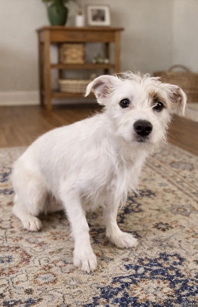 Enlarge Nora, a ADOPTABLE mixed breed in Orlando, FL image 1/2