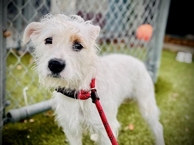 Enlarge Nora, a ADOPTABLE mixed breed in Orlando, FL image 2/2